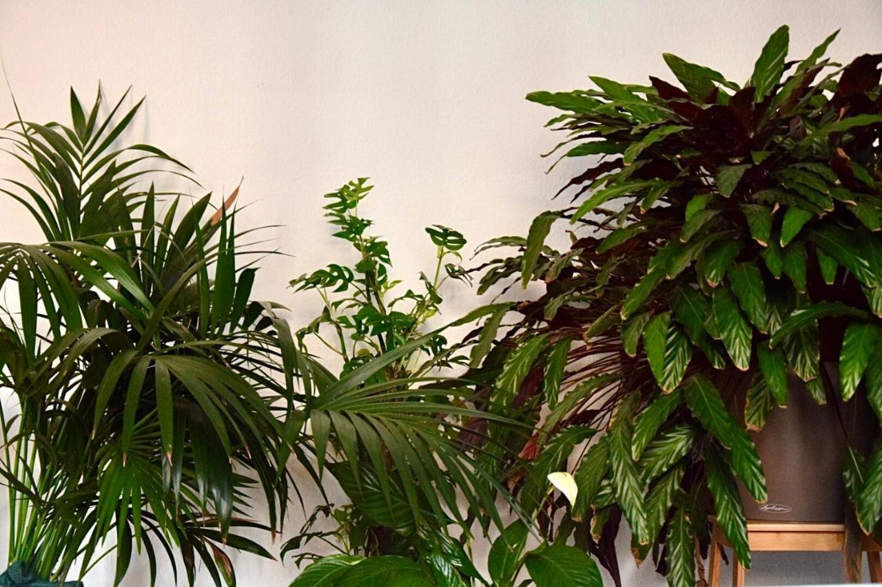 Greenbnbs: Cozy Urban Jungle In The City Centre Essen Exterior foto